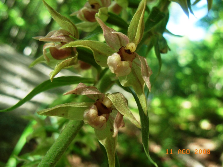 Epipactis helleborine